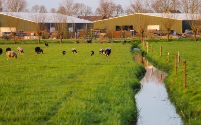 Subsidieregeling Behoud graslandareaal opengesteld