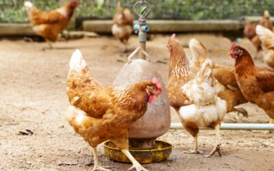 Verplicht bioveiligheidsplan voor pluimveehouderij