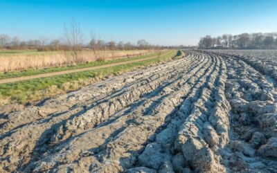 Verplichte teelt rustgewassen op zand- en lössgrond