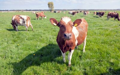 Wijzigingen eco-activiteit verlengde weidegang