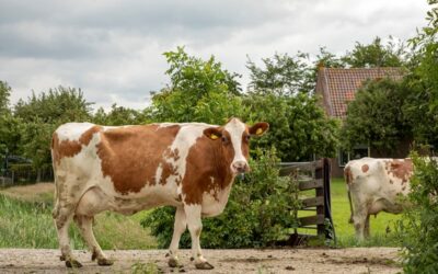 Voorstel tijdelijke en vrijwillige extensivering melkveehouderij