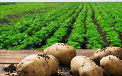 Afdekplicht aardappelafvalhopen vervroegd naar 1 april