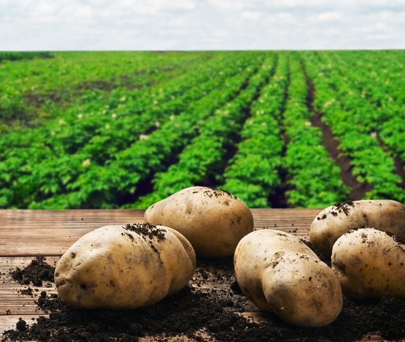 Afdekplicht aardappelafvalhopen vervroegd naar 1 april