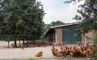 Verplicht bioveiligheidsplan pluimveehouderijbedrijven