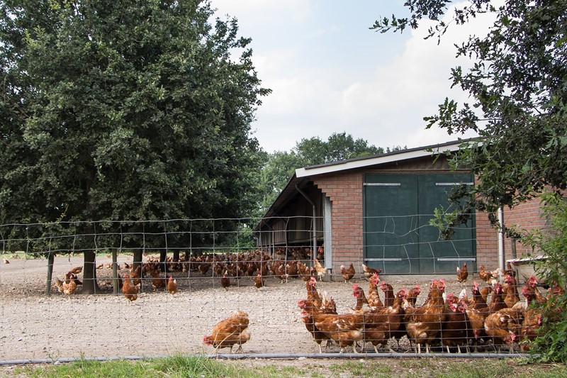 Verplicht bioveiligheidsplan pluimveehouderijbedrijven