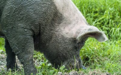 Rechtbank: geen tegemoetkoming voor vraatschade wilde zwijnen