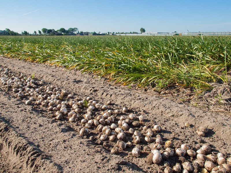 Bedrijfsopvolgingsregeling en tijdelijk verpachte gronden