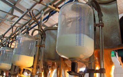 Zuivelindustrie investeert in toekomstbestendige melkveehouderij
