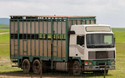 Strengere eisen kalvertransport per 1 juli