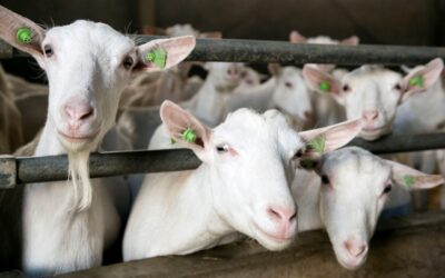 Verhoging budget Lbv kleine sectoren