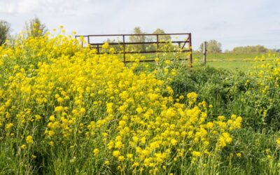 Stikstofgebruiksnorm groenbemesters