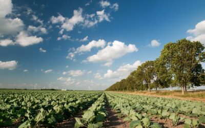 Nieuwe versie Nationaal Strategisch Plan