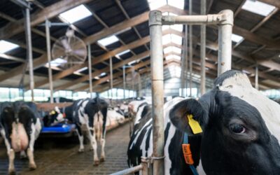 Openstelling Subsidieregeling extensivering melkveehouderij nog in 2025