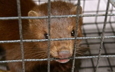 CBb: vergoeding voor vervroegde beëindiging pelsdierhouderij moet hoger