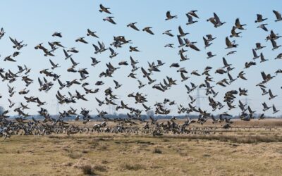 Nieuwe prijsbepaling bij faunaschade