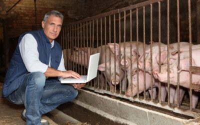 CBb: RVO mag gehalten afgevoerde mest gebruiken voor eindvoorraad