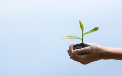 Bemonstering fosfaattoestand percelen blijft zinvol