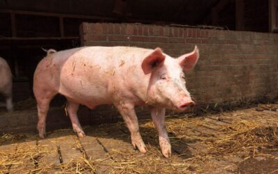 CBb: bezinklaag varkensmest correct vastgesteld door RVO