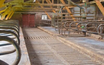 Hof: pachter moet fosfaatrechten overdragen bij einde pacht