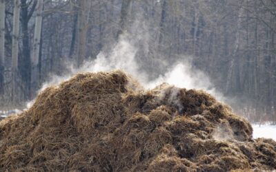 CBS verwacht overschrijding fosfaatplafond in 2025