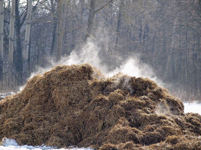 CBS verwacht overschrijding fosfaatplafond in 2025