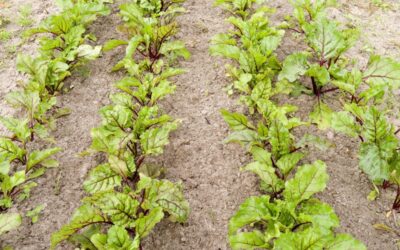 Toepassing landbouwvrijstelling bij vruchtwisseling