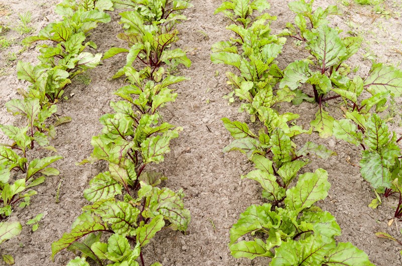 Toepassing landbouwvrijstelling bij vruchtwisseling