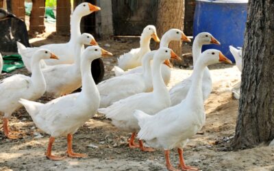 Verplicht bioveiligheidsplan voor pluimveehouders per 1 januari 2026