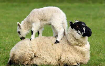 Wijziging excretieforfaits alle diercategorieën uitgezonderd melkvee