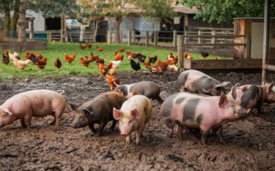 Definitief geen afroming meer bij overdrachten pluimvee- en varkensrechten
