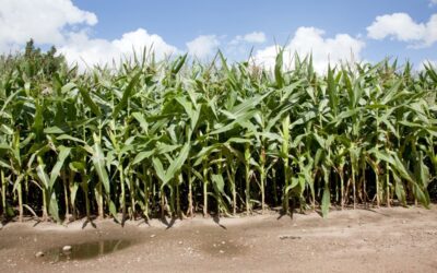 Vernietig vanggewas niet te vroeg