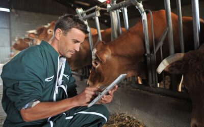 Controles NVWA op mestvoorraad van melkveebedrijven