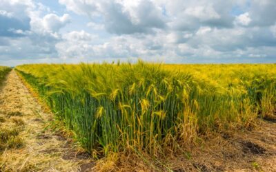 Consequenties niet telen verplicht rustgewas op zand- en lössgrond