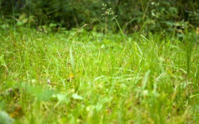 Wijzigingen Uitvoeringsregeling GLB 2023 per 2026