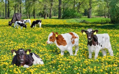 Landelijke vrijwillige beëindigingsregeling veehouderijlocaties