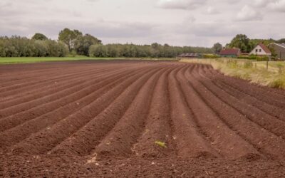 Meer stikstof bij hogere gewasopbrengsten