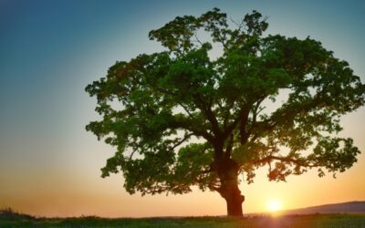 Openstelling Gecombineerde opgave 2026 van 1 maart tot en met 18 mei