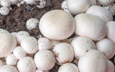 Stimuleren organische stofrijke meststoffen