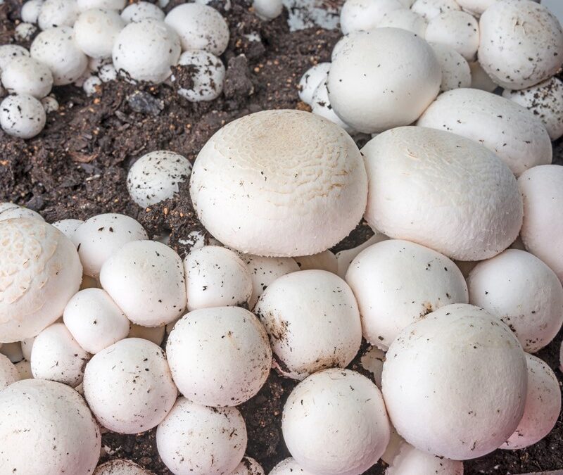 Stimuleren organische stofrijke meststoffen