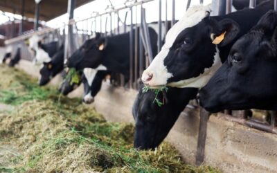 Openstelling Subsidieregeling extensivering melkveehouderij op 1 juni