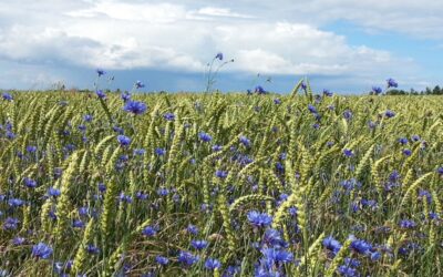 Eco-activiteit groene braak: waar moet je aan voldoen?