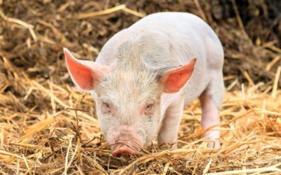 Hokverrijking en nestmateriaal voor varkens