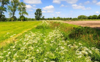 Meest voorkomende afwijzingen eco-activiteiten 2025