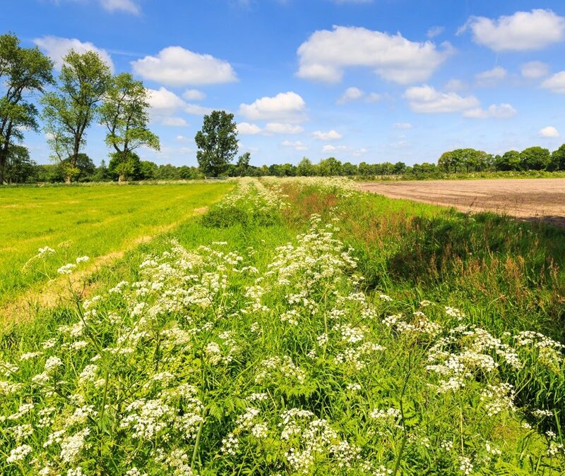 Meest voorkomende afwijzingen eco-activiteiten 2025