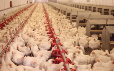 Overschrijding fosfaatplafond in 2025 en komende jaren