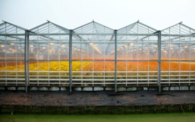 Vernieuwde subsidieregeling verduurzaming glastuinbouw
