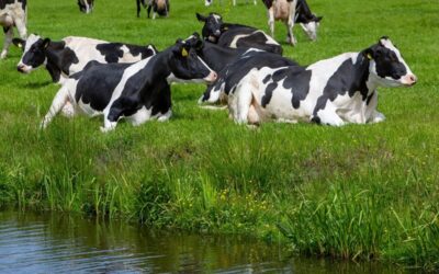 Rechtbank: veehouder beschikt niet over feitelijke beschikkingsmacht perceel