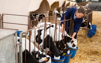 Nieuwe welzijnseisen hebben grote impact op de vleesveehouderij