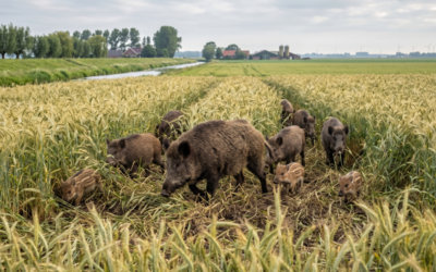 Tegemoetkoming faunaschade