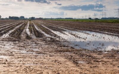 Stikstofherstelbemesting bij extreme regenval